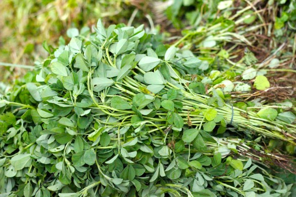 Fenugreek_leafs