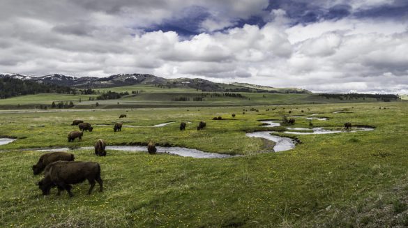 bison_grass