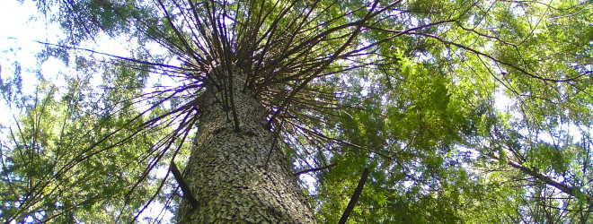 Tree of Life: Western Hemlock